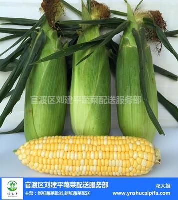 昆明有機新鮮蔬菜批發(fā)價格 昆明有機新鮮蔬菜 劉建平蔬菜配送